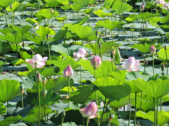 kvetoucí lotus